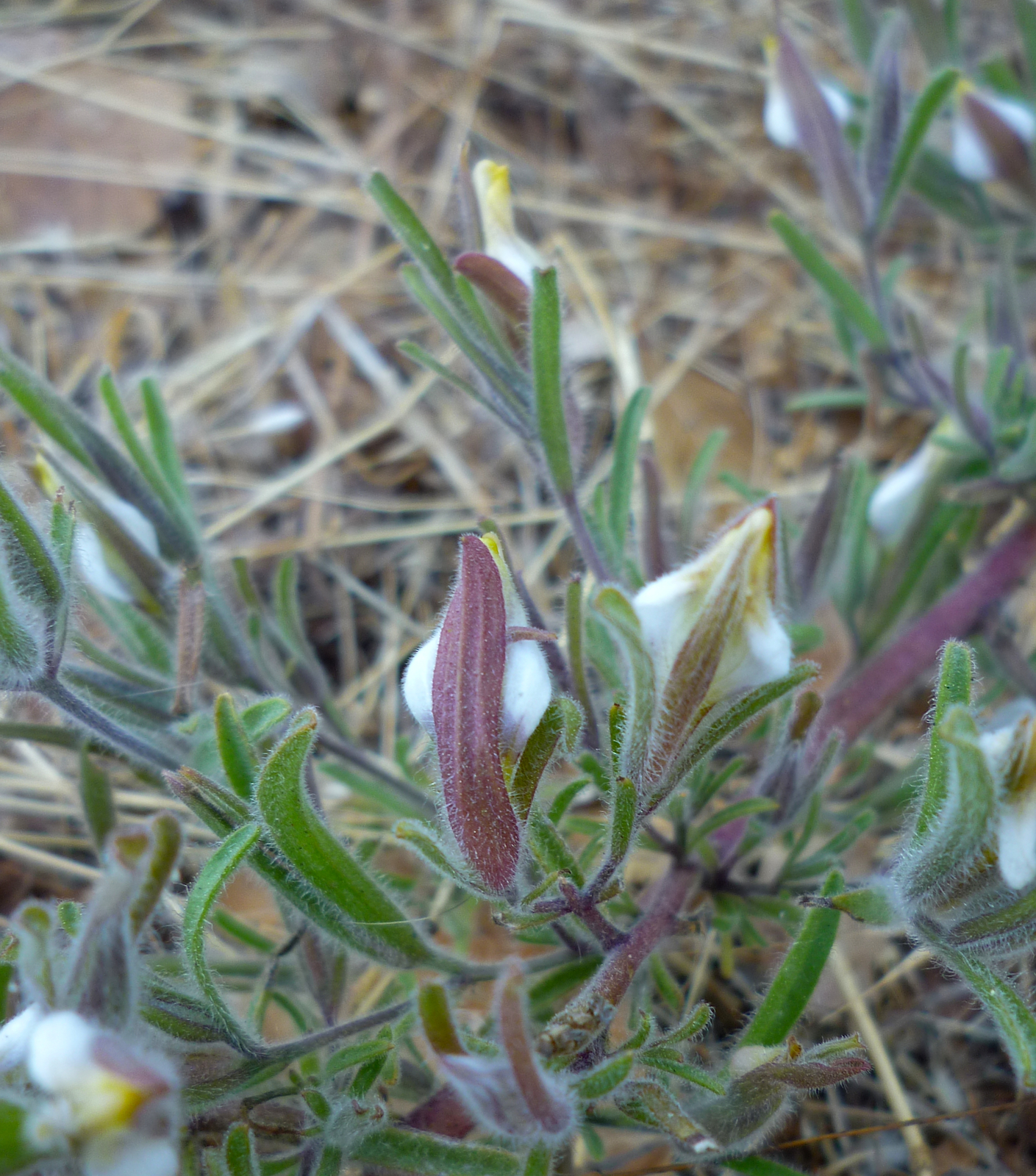 Cordylanthus pilosus