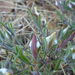 Cordylanthus pilosus - Photo (c) randomtruth, μερικά δικαιώματα διατηρούνται (CC BY-NC-SA)