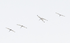 Eudocimus albus
