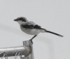 Lanius ludovicianus