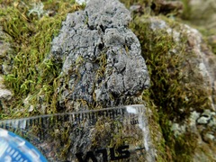 Fuscopannaria sorediata