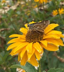 Hesperia assiniboia