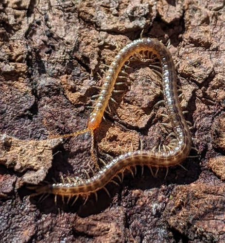 Diamondback Soil Centipede photo 2