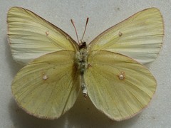 Colias gigantea