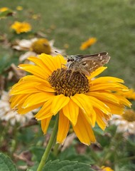 Hesperia assiniboia