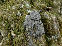 Fuscopannaria sorediata