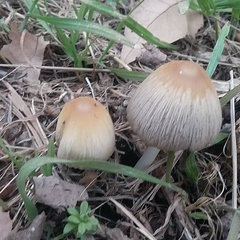Coprinellus