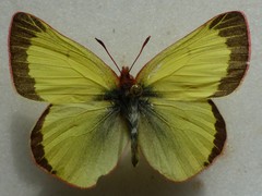 Colias pelidne