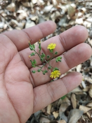 Cichorieae
