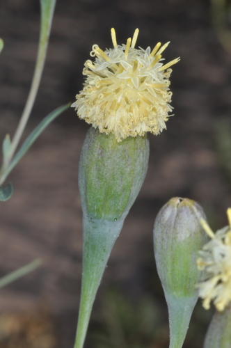 Image of Porophyllum Cabrerae (Porophyllum cabrerae) by (c) aacocucci, some rights reserved (CC BY)