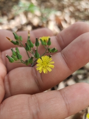 Cichorieae
