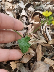 Cichorieae
