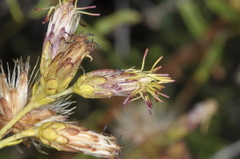 Austrobrickellia patens