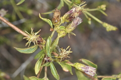 Austrobrickellia patens