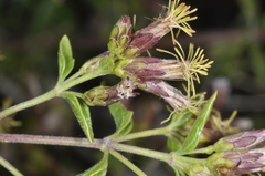 Austrobrickellia patens