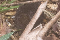 Melanomys caliginosus