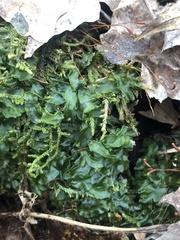 Pallavicinia