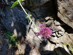 Centranthus ruber