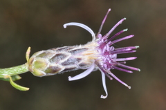 Aphyllocladus spartioides