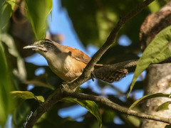 Pheugopedius genibarbis