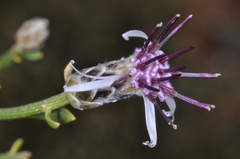 Aphyllocladus spartioides