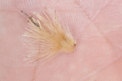 Aphyllocladus spartioides