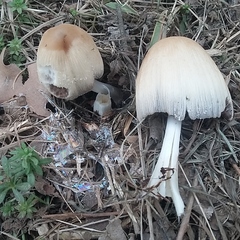 Coprinellus