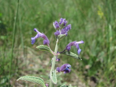 Nepeta cyanea