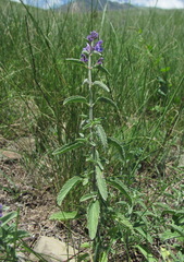 Nepeta cyanea