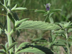 Nepeta cyanea