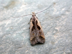 Dichomeris bilobella