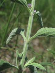 Nepeta cyanea
