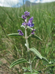 Nepeta cyanea