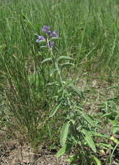 Nepeta cyanea