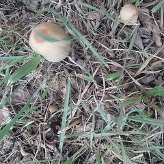 Coprinellus
