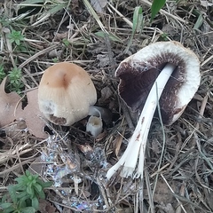 Coprinellus