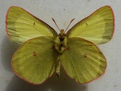 Colias pelidne