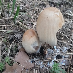 Coprinellus