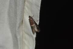 Acrobasis marmorea