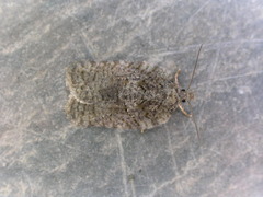 Acleris chalybeana