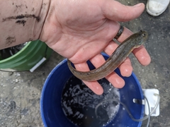 Gobionellus oceanicus