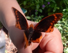 Charaxes protoclea