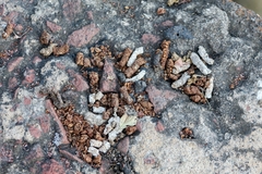Bassariscus