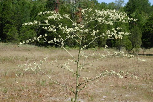 Image of Eriogonum harperi by (c) Brian Finzel, some rights reserved (CC BY-SA)