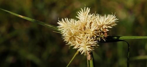 Mariscus hemisphaericus image