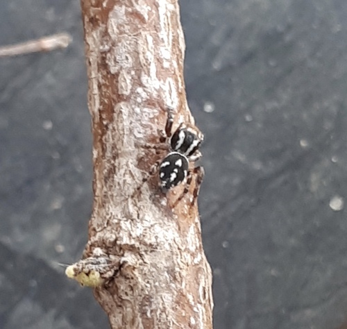 Habronattus contingens