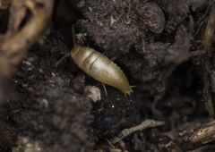 Atelurinae
