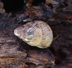 Cochlicella barbara