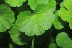 Hydrocotyle bonplandii