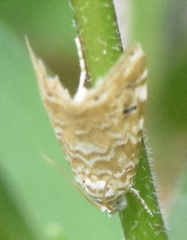Hellula